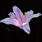 LED���`�[�t���C�g �t�����[�����[ �s���N