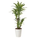 �A�[�g�N���G�C�V���� �t���b�V���h���Z�i1.25 ���t