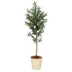 �I���[�u�c���[1.6 ���t