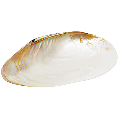 【まりもの手⚠千葉】貝殻のように丸まる葉が魅力♪コーセーチャメドレア10号 kai-040-0.jpg