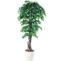 �t�B�b�J�X�x���W���~�i���A�i 98521(RP-300) H1,800mm