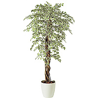 ���k�ԍ� SG �x���W���~�i �X�^�[���C�g ���A�i 90722 1.8���[�g��