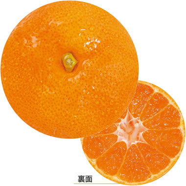 ���c���H �f�U�C�����R�[�X�^�[ �ʎ� ��100������ No.964 D. �~�J��