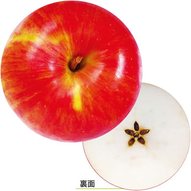 ���c���H �f�U�C�����R�[�X�^�[ �ʎ� ��100������ No.965 E. �����S