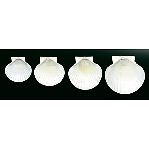�z�^�e�L5.5�C���` ��13.75cm