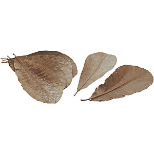 �����p�t 20��