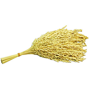 ��� ��25cm ��100�{