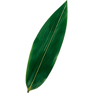 �� 100�� SS�T�C�Y