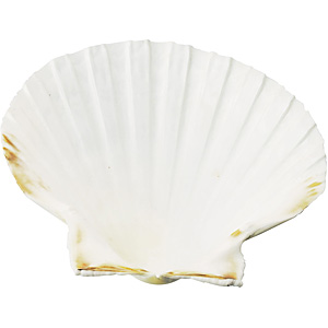 ��^�L�k�M 8-10cm ���h��/��