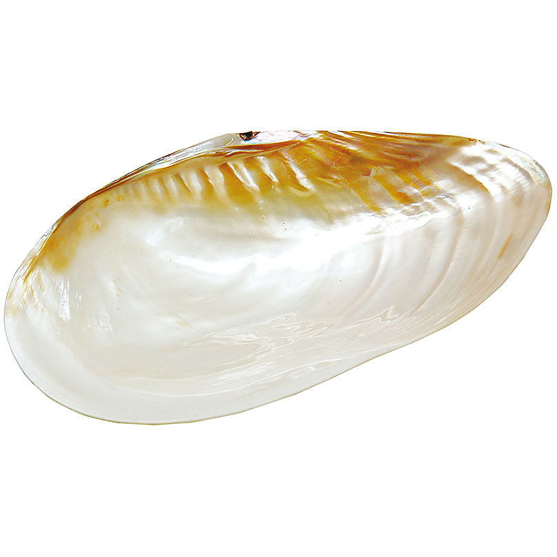 貝殻のお皿 約W24~30cm Lサイズ - 調理器具のSHOKUBI